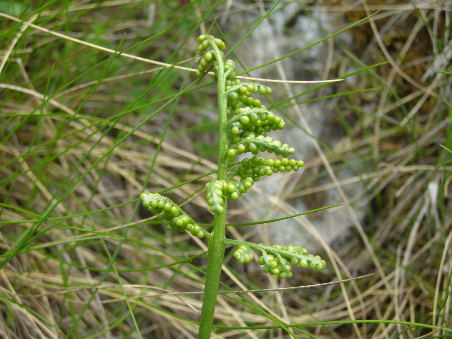 Botrychium lunaria / Botrichio